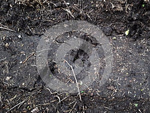 Footprint of a roe deer in very deep and wet mud in the ground