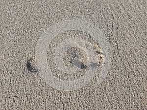 Footprint on sand beach background. Footprint on wet beach sand.