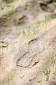 Footprint in the sand field with grass
