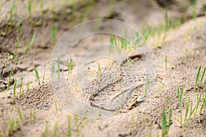 Footprint in the sand field with grass