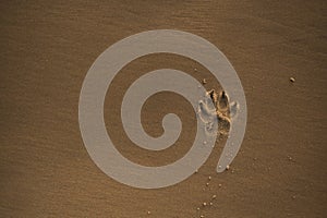 Footprint in the sand from a puppy, a small dog. On a brown sand background. Neat texture. Horizontal view. Copy space. Top view