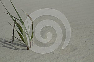 Footprint and Sea Grass Dauphin Island