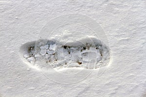 Footprint Snow Boots