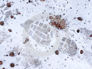 Footprint in the snow
