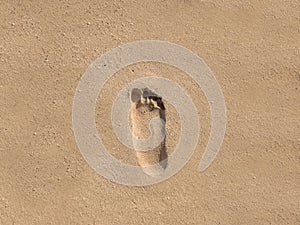 Footprint walk on the sand at the beach, isolated background with copy space