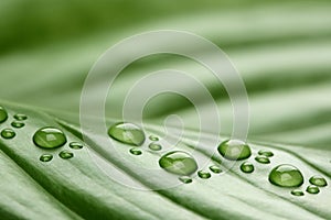 Footprint water drops on leaf