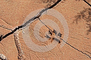 Wolf footprint in desert
