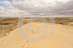 Footprints across the sand at Landscape of Great Sandhills Ecological Reserve