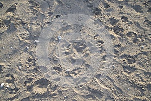 Footprints and animal tracks on the sand in a sunny day with shadow