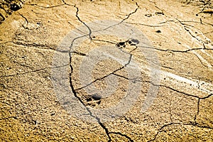 Footprints of animal on very dry desert ground, Hot summer day