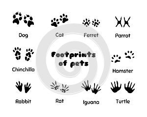 Footprints of animals.