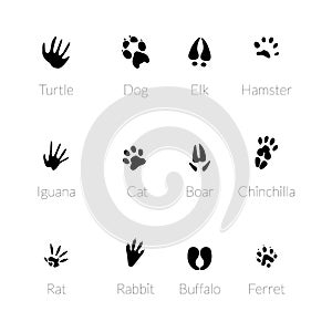 Footprints of animals