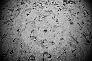 Footprints beach dog