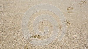 Footprints on the beach sand, Surface of human footmarks on smooth sand at the seaside, In summer, Texture background.