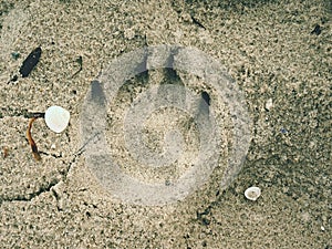 The footprints of big dog on the sand beach. Morning walk