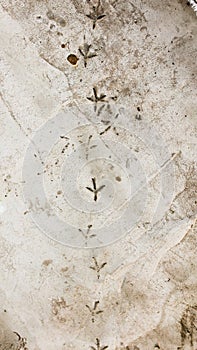 Footprints of a bird on cement as a background
