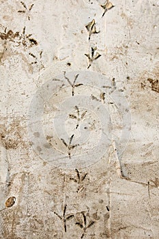 Footprints of a bird on cement as a background