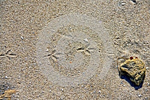 Footprints of a bird on a sand on the shore of a pond