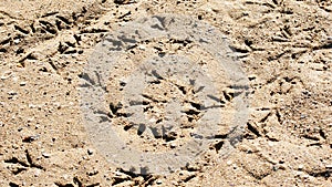 Footprints of birds on the beach of Castelldefels