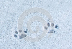 Footprints cat in the snow