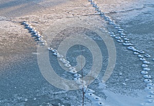 Footprints of cat on snow-covered ice.