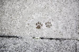 Footprints cat snow
