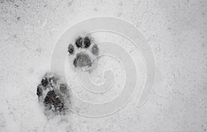 Footprints of cat walking on snow