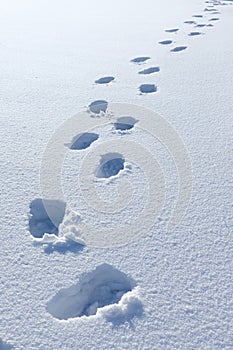 Footprints in deep snow, leaving boot prints in fresh white snow in winter