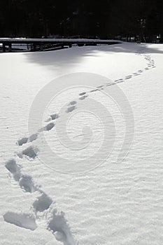 Footprints in deep snow and a tree on horizon.