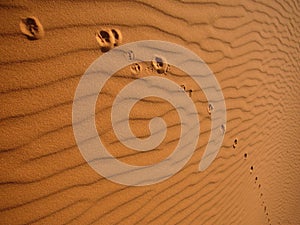 Footprints At the Desert
