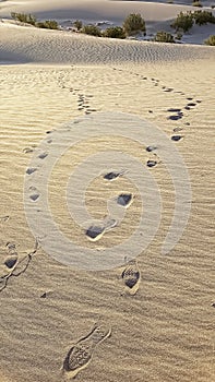 Footprints in Desert Sand