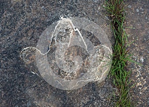 The footprints of dinosaur on a stone