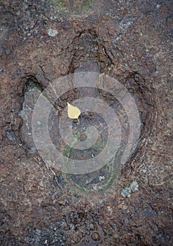 The footprints of dinosaur on a stone
