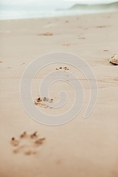 Footprints of dog in beach