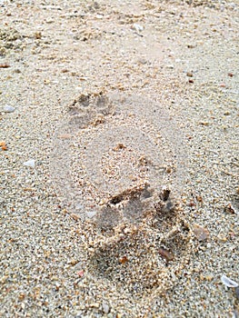 The footprints of a dog on the beach, Dog\'s tracks imprinted in the sandy beach.