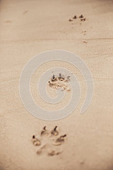 Footprints of dog in beach of North Spain
