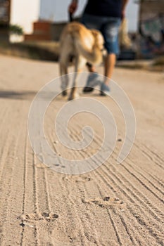 Footprints of a dog and a car on the sand with a person