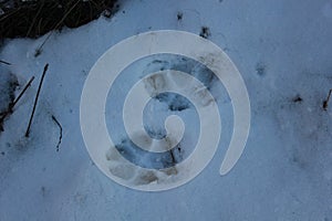 Footprints of a dog in winter season