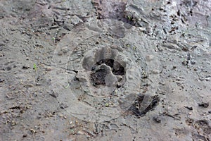 The footprints of dogs on dry mud background.