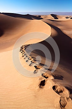 Footprints on dune of Erg Chigaga