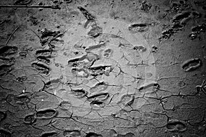 Footprints on Earth