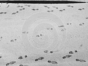 Footprints in fresh snow on a road