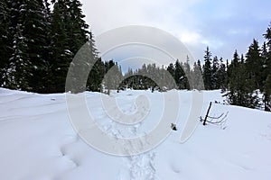 Footprints in freshly fallen snow surrounded by a beautiful evergreen forest during the winter