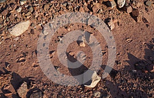 Footprints of gazelle on dry desert soil