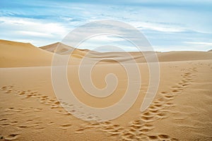 Footprints going left and right on sand dunes of Sahara Desert, Morocco