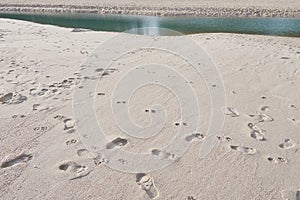 Footprints of humand and animal on sand