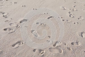 Footprints of humand and animal on sand