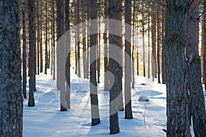 Footprints lead through powdery snow in the forest of Mountain National Park