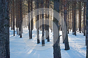 Footprints lead through powdery snow in the forest of Mountain National Park