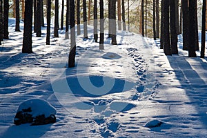 Footprints lead through powdery snow in the forest of Mountain National Park